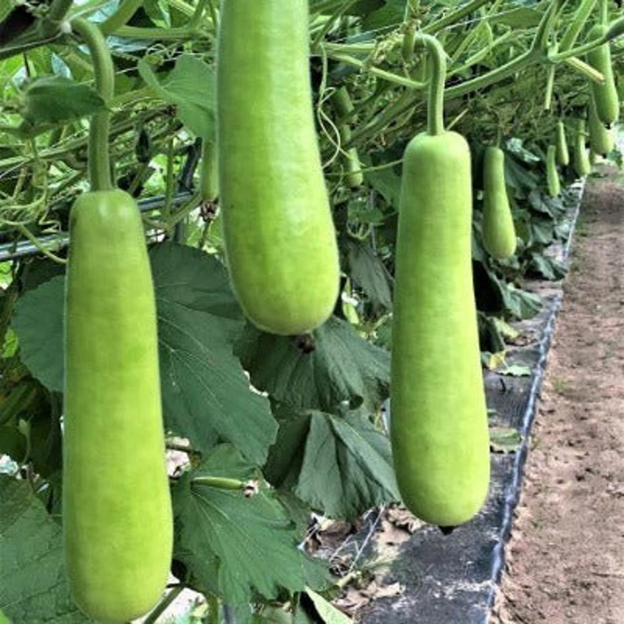 Bottle Gourd (Lauki) (400-600) g  1 piecs