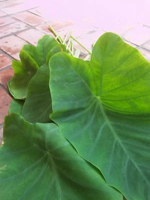 Leaves of Banda (5 leaves)