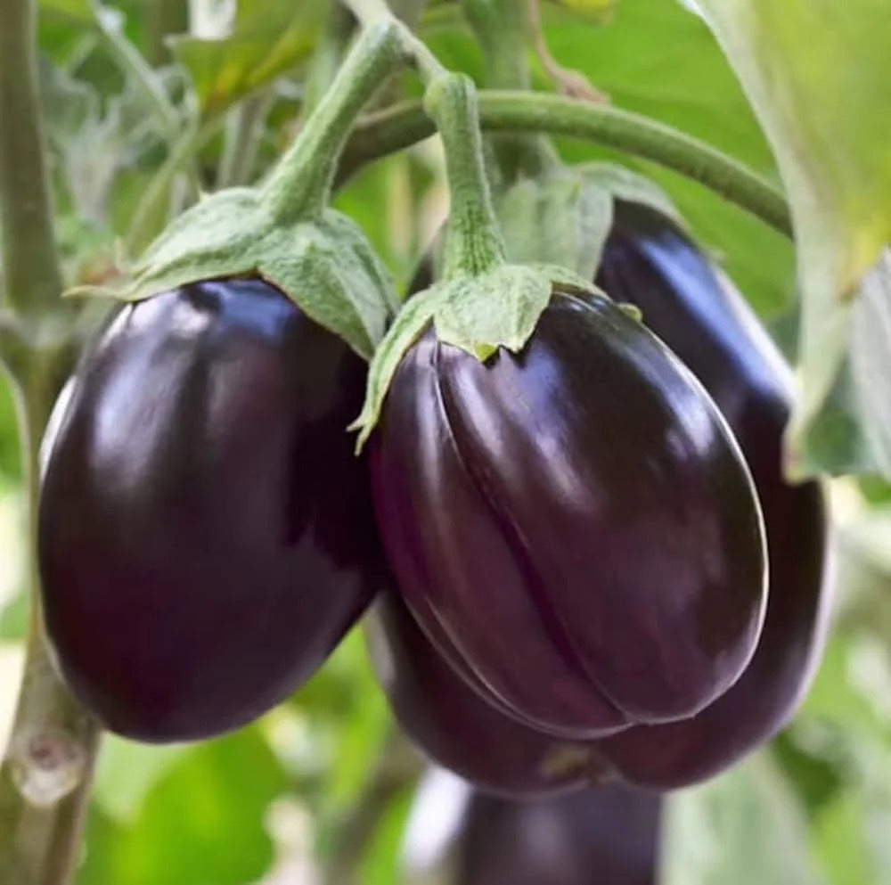 गोल बैगन (Round Brinjal)   500 g