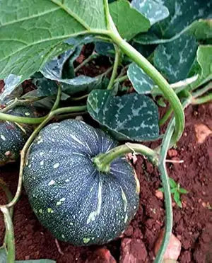 कोहड़ा (Pumpkin)  500 g