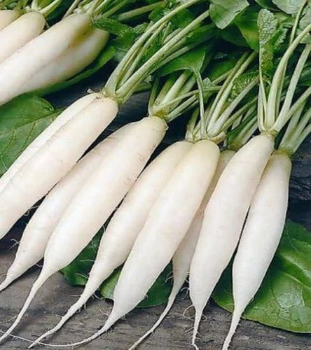 मूली (Radish)   (500-600) g
