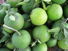 Organic Mosambi 1 kg ( low- Sugar)